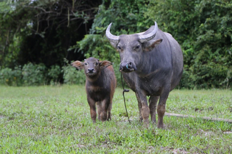 two large bulls standing in the middle of a lush green field