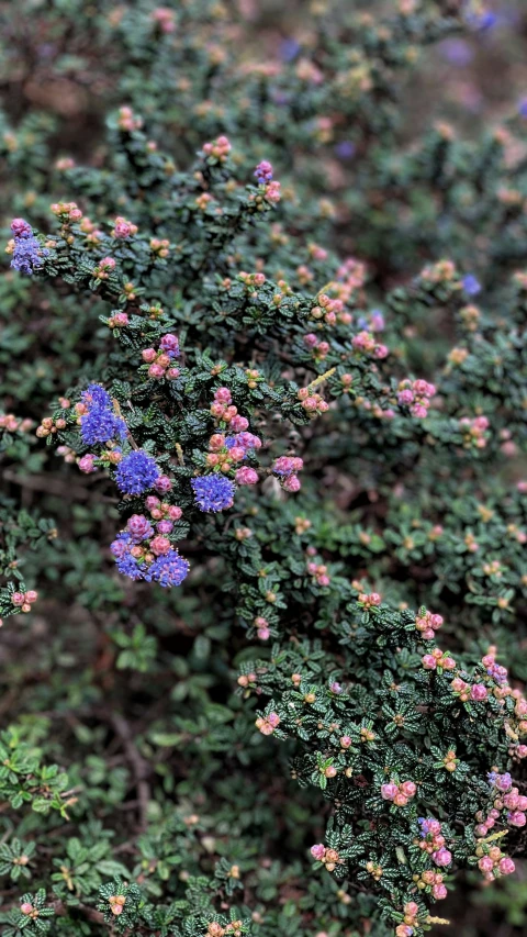 small purple flowers in the middle of a green plant