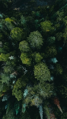 an aerial po of the tops of trees