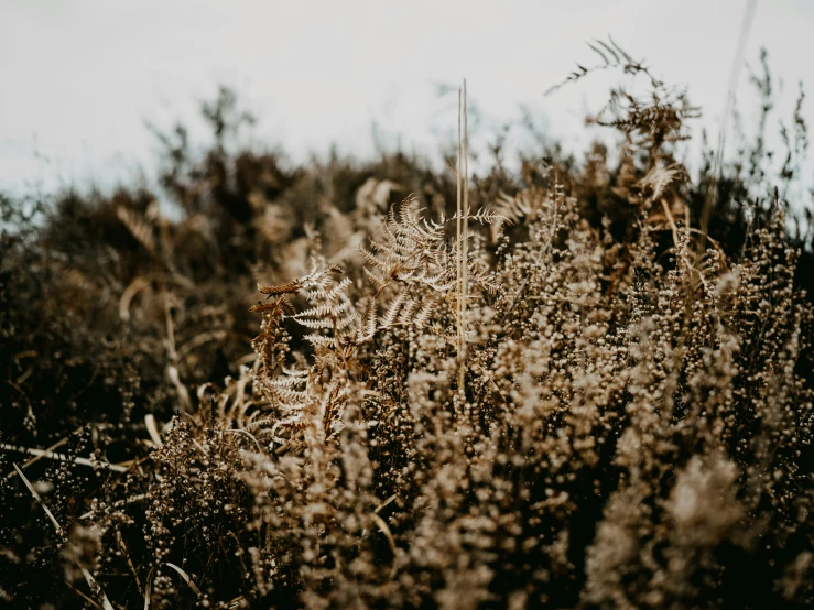 tall dry grass covered in sun light and blur