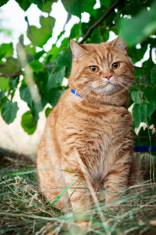 a cat that is sitting in the grass