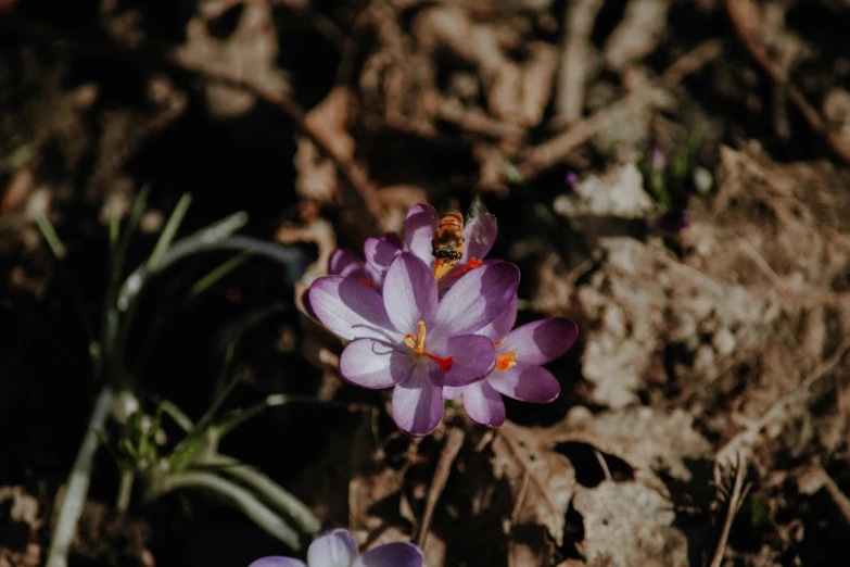 two purple flowers and a yellow bee are in the ground