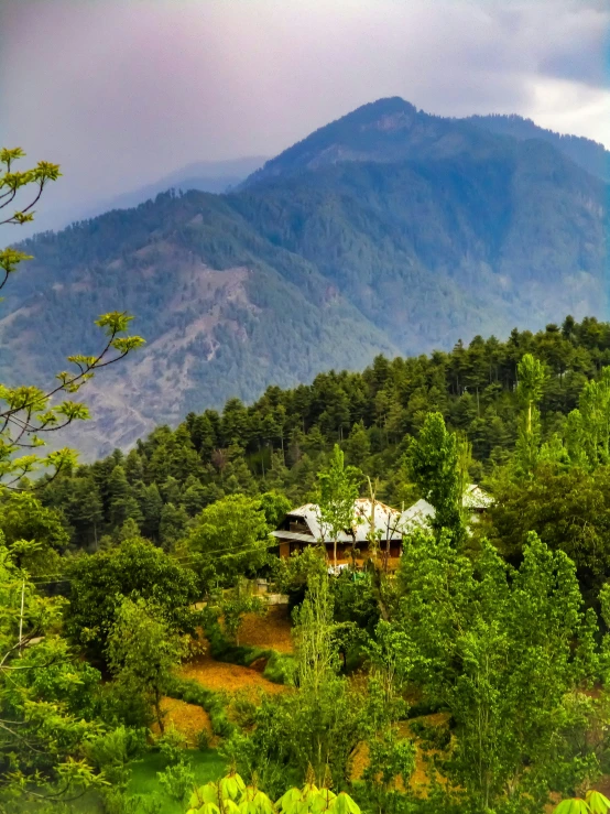 houses nestled among the trees with the mountains in the background