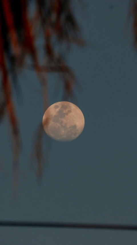 a full moon visible above the trees and ground