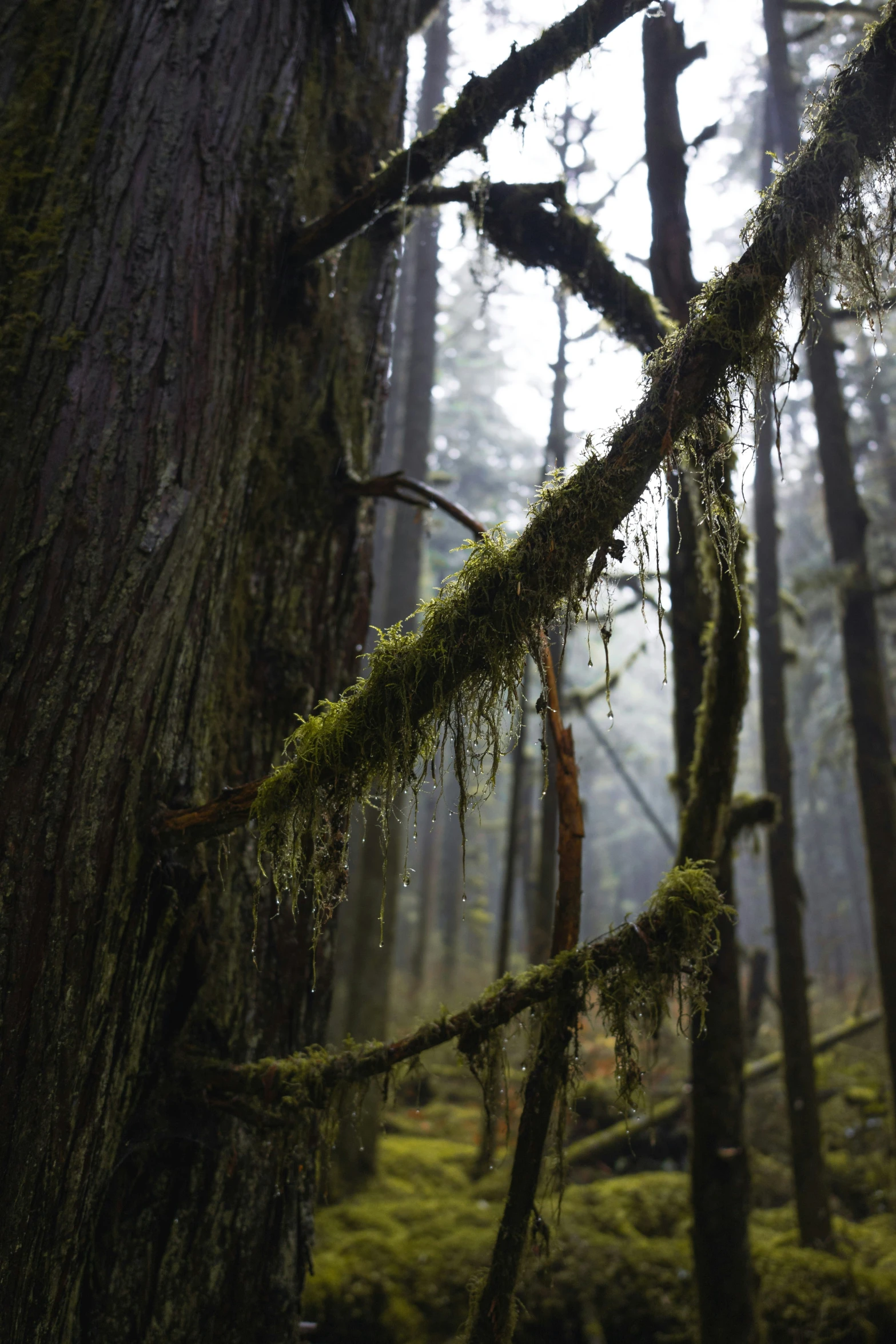 green moss on trees and the floor of a forest