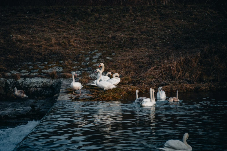 some white swans are swimming in the water