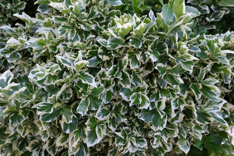 very large bush with leaves on top that have snow flakes all over them