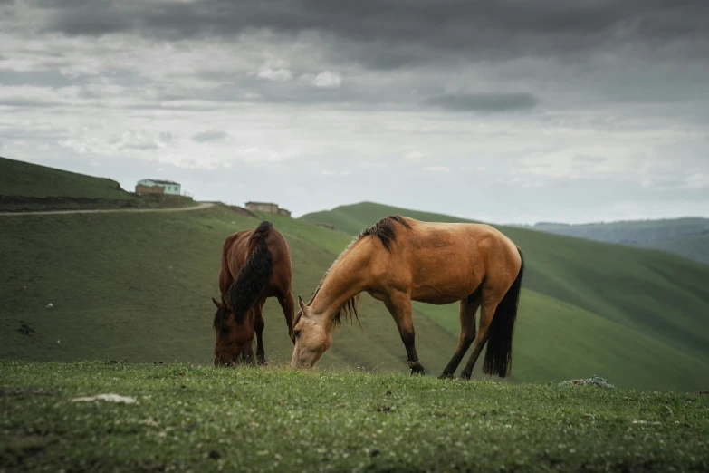 two horses are grazing on grass in the hills