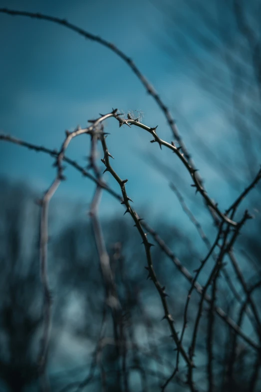 a bird is perched on top of some trees