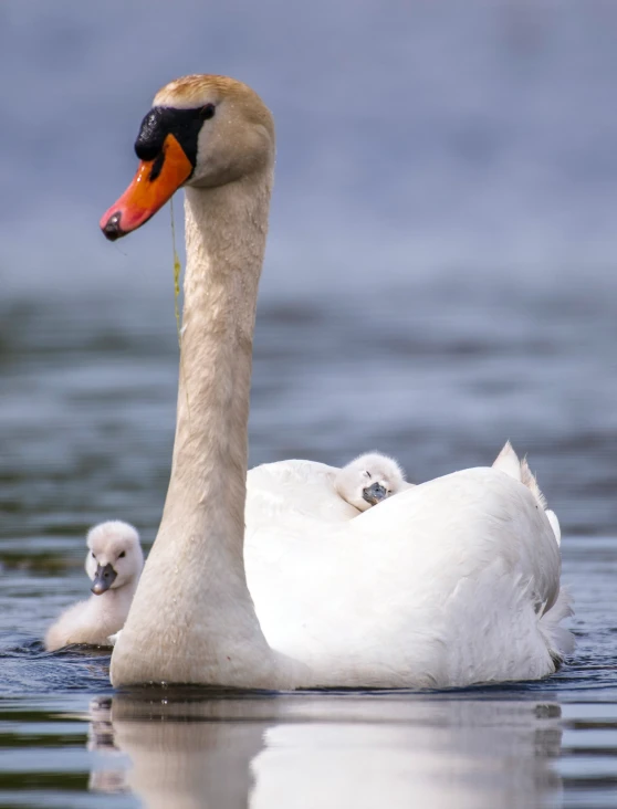 a white swan swimming next to its baby