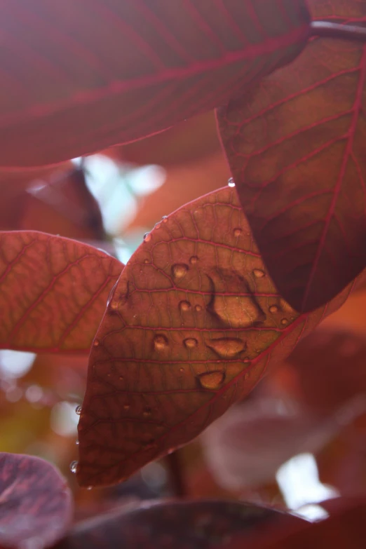 a close up s of the top of a green leaf