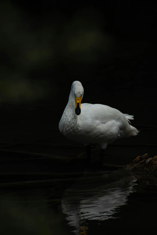 this is an image of a white duck in the water