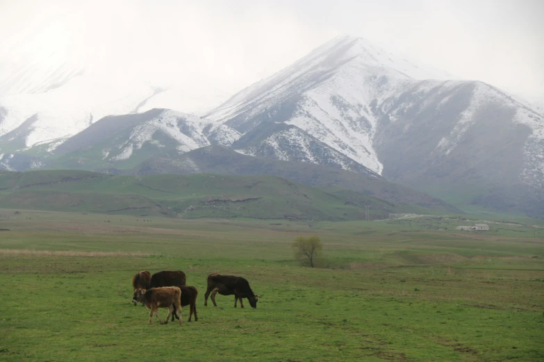 a herd of cattle standing on a lush green field