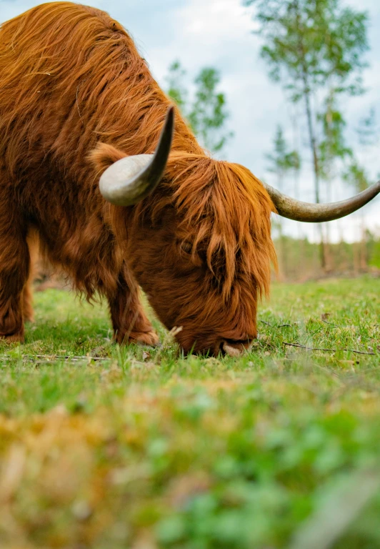 a very big furry animal eating some grass