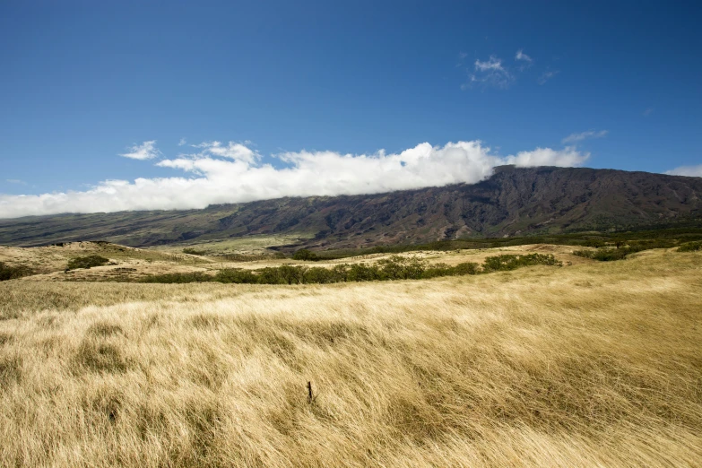 a dry grassy field with mountains in the background