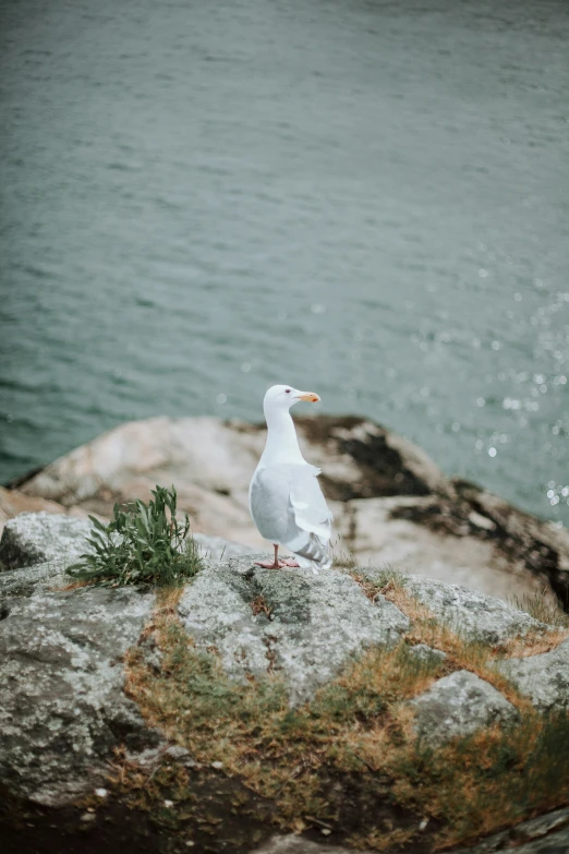 a seagull sitting on top of a rock by a body of water