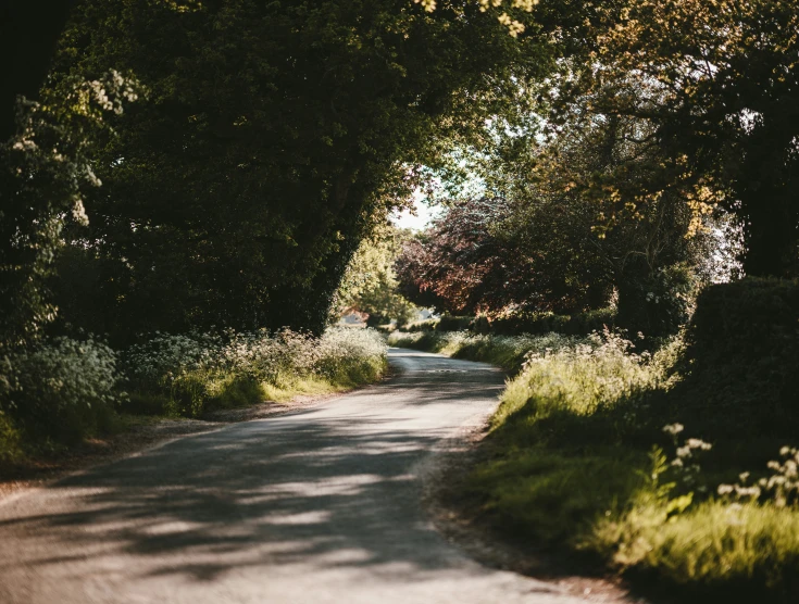 a road with trees near it near the ground