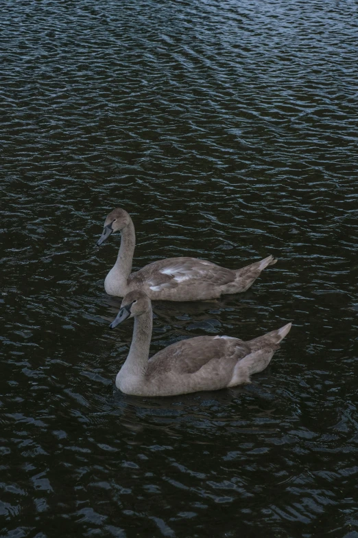 two ducks are swimming in the water