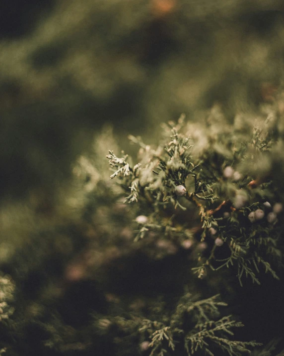 closeup of the needles on the evergreen tree