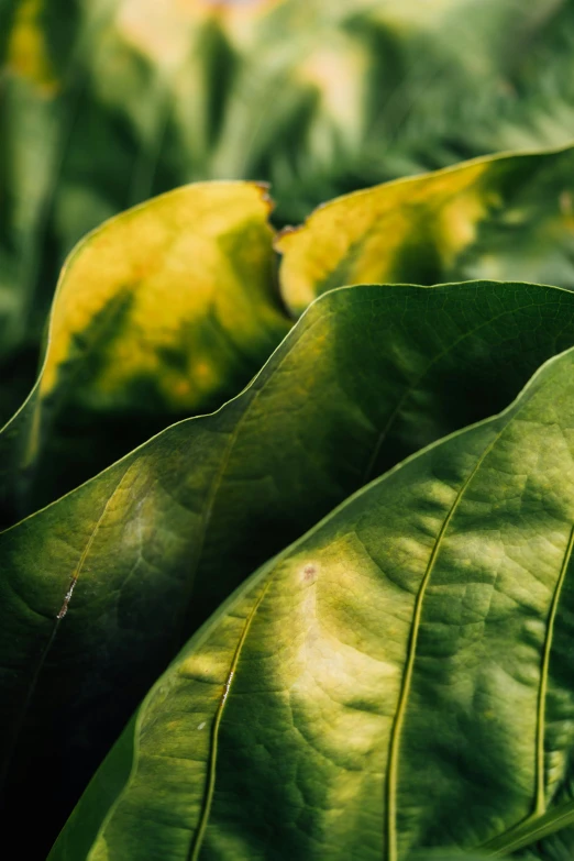 close up on a green leaf with a blue sky in the background