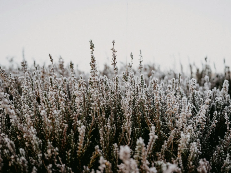 a closeup of some plants in the snow