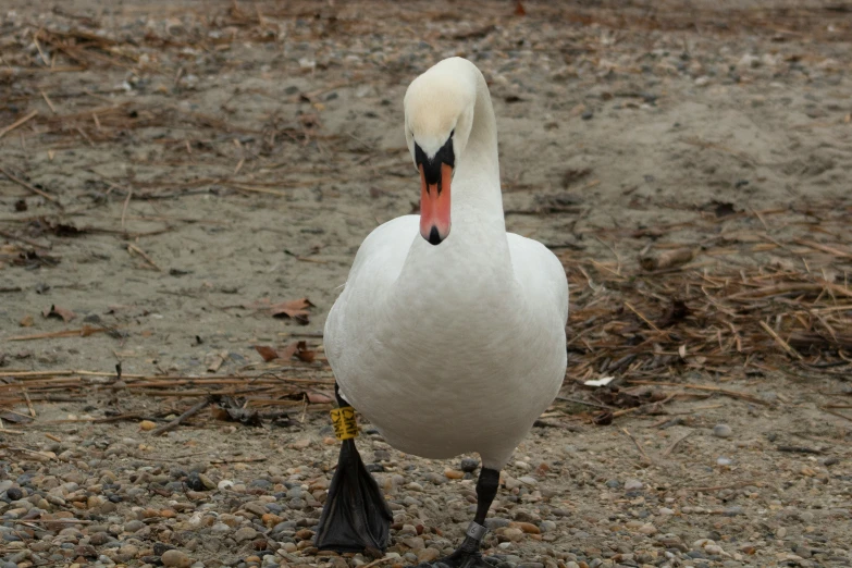 a bird with black feathers and a long neck