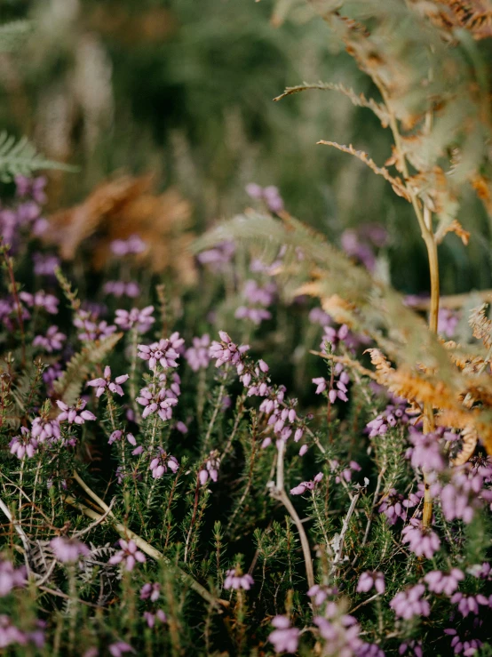 there is a bunch of flowers in the grass