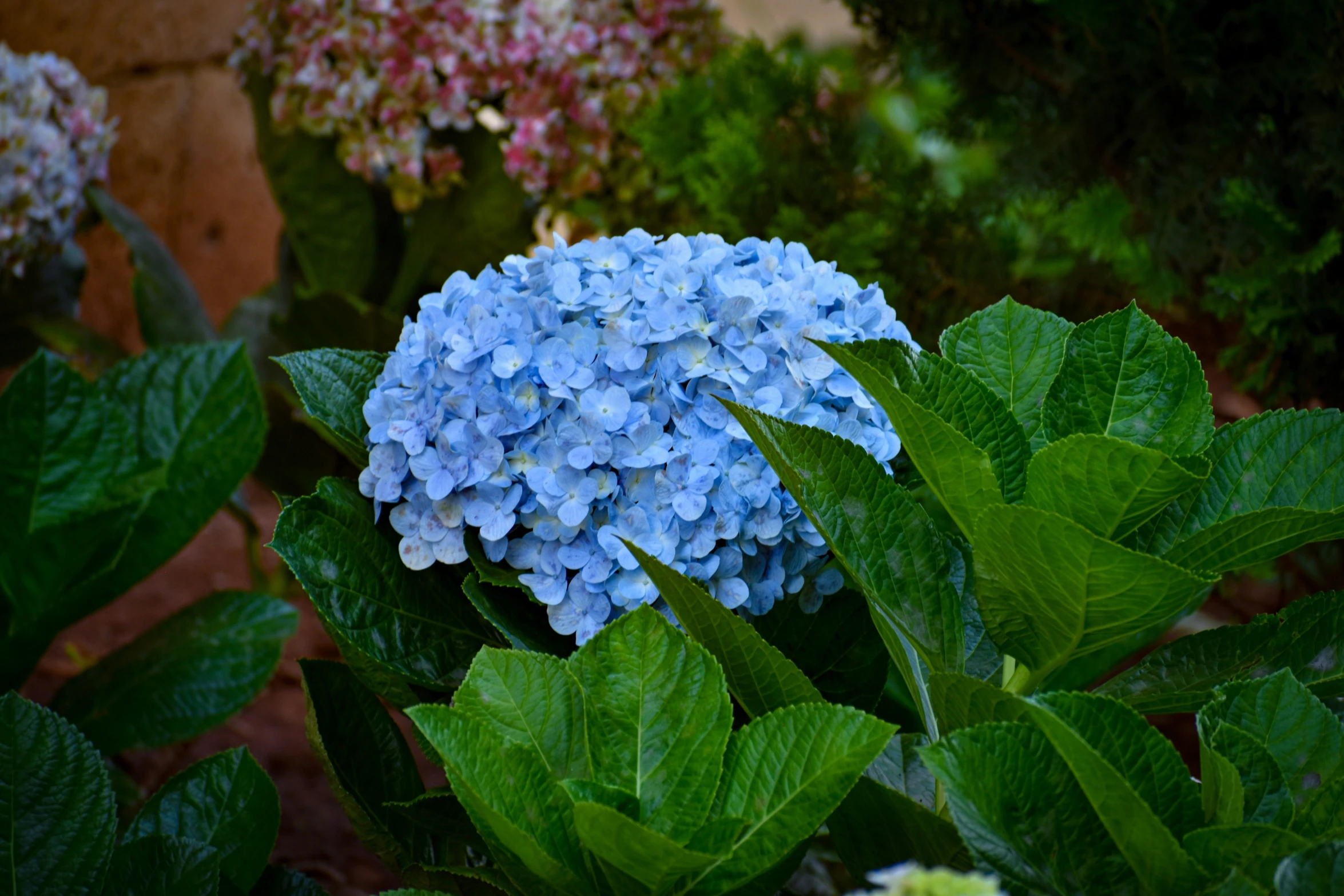 blue flower with green leaves near flowers and a brown building