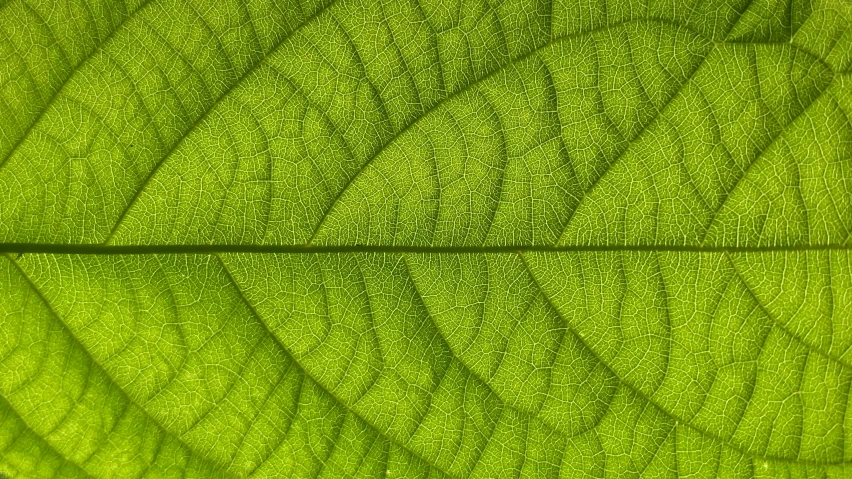 closeup pograph of the back of a green leaf