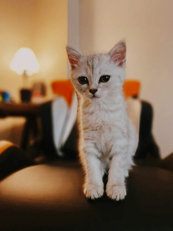 an orange and white kitten sitting on top of a leather chair