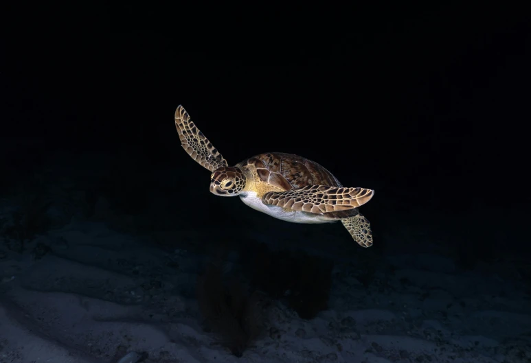 a sea turtle at night with its face almost obscured by the night sky