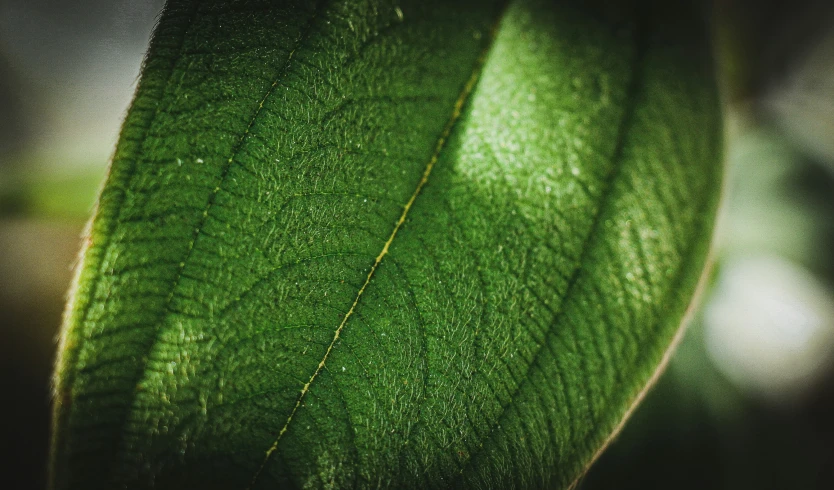 the underside of a leaf with a very blurred back ground