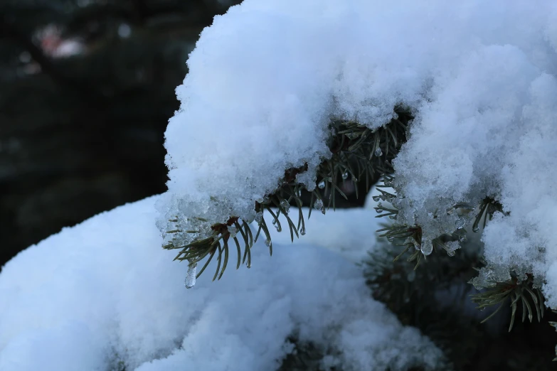 snow covered nches with evergreen needles and leaves