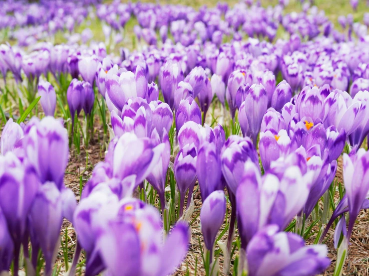 this field is covered in purple crocs with red in the center