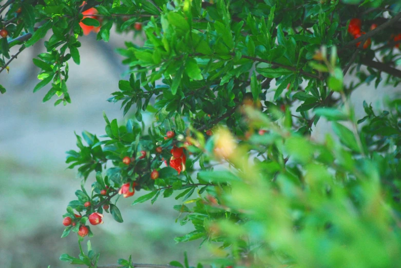 the red berries of a tree have been opened