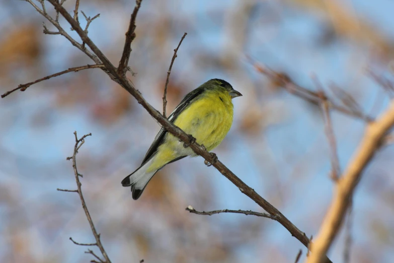 a yellow bird sitting on top of a nch