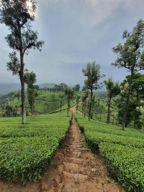 a road surrounded by a row of trees on a hillside