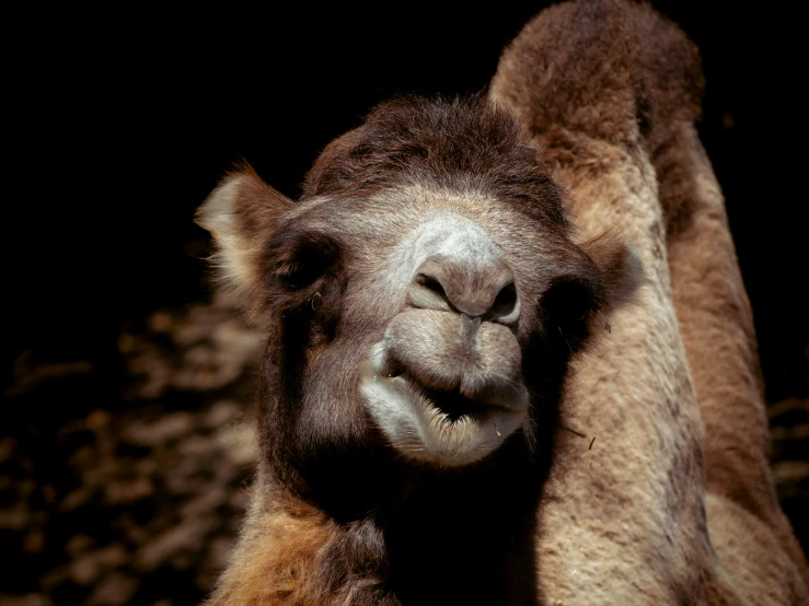 a camel stands in an area with rocks