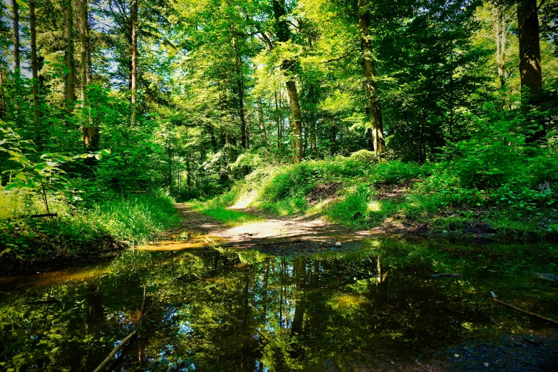 a forest filled with lots of trees next to water