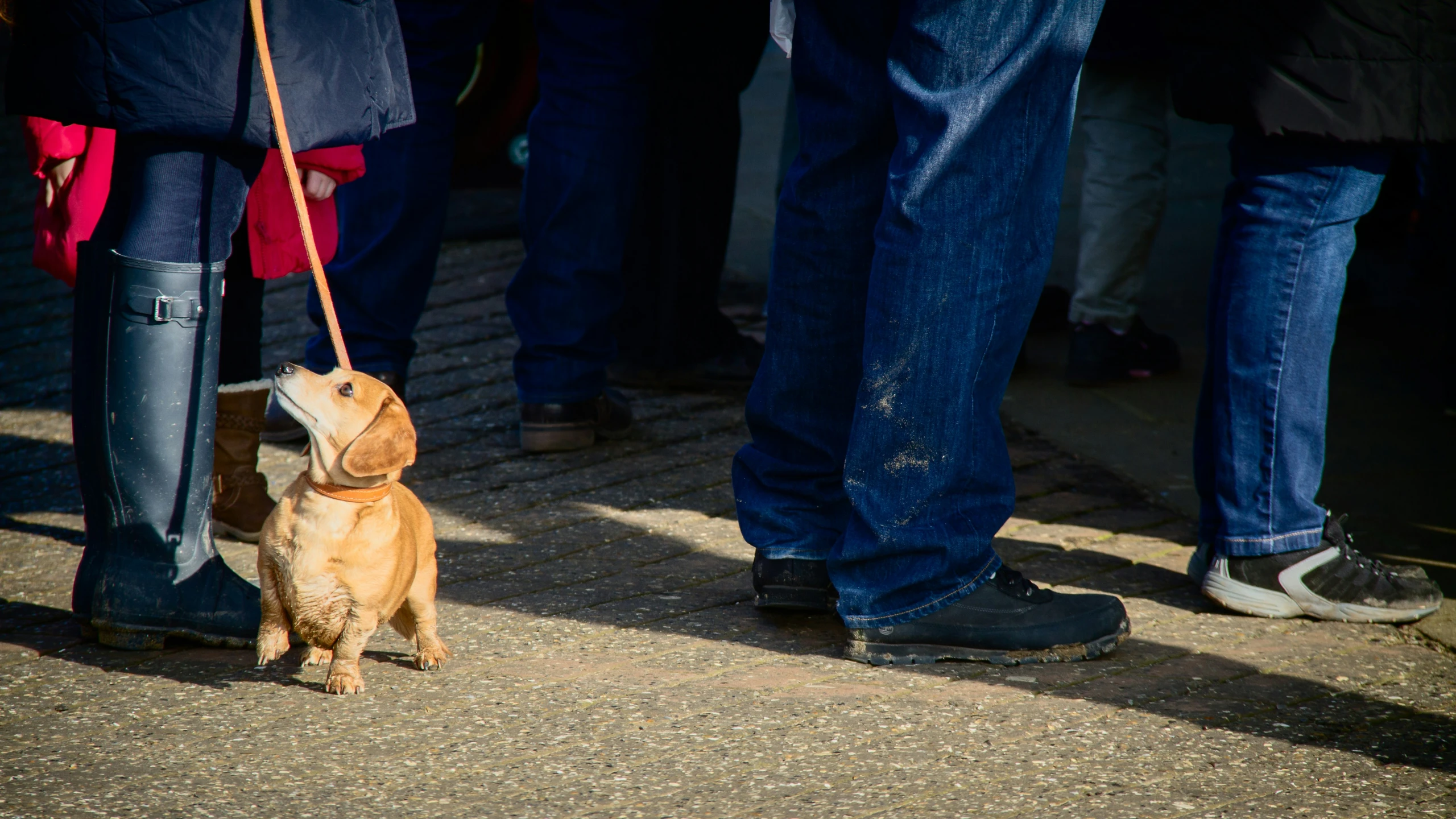 the dog is trying to pull on the leash