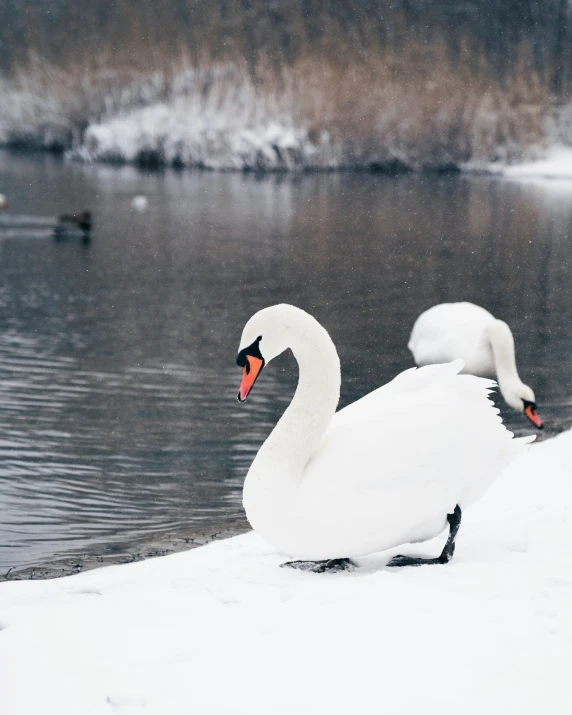 three swans sitting on the snow and a river