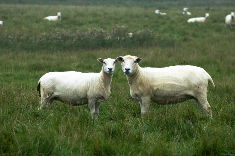 two sheep are standing in a large grassy field