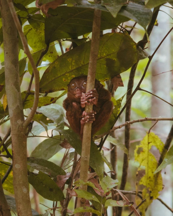 a baby tree monkey in a tree top