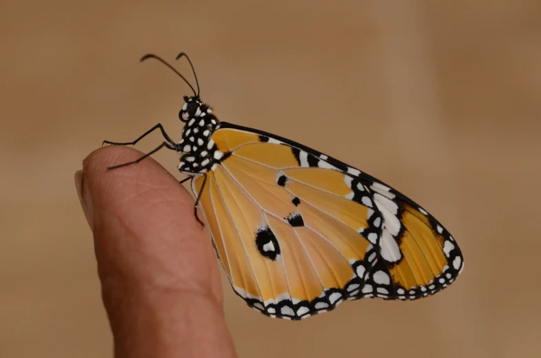 a small yellow erfly on someone's finger