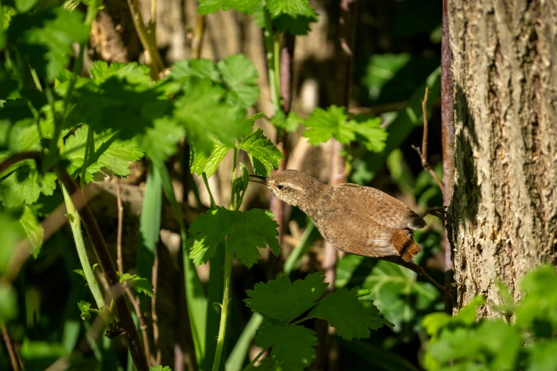 a brown bird standing on top of a lush green forest