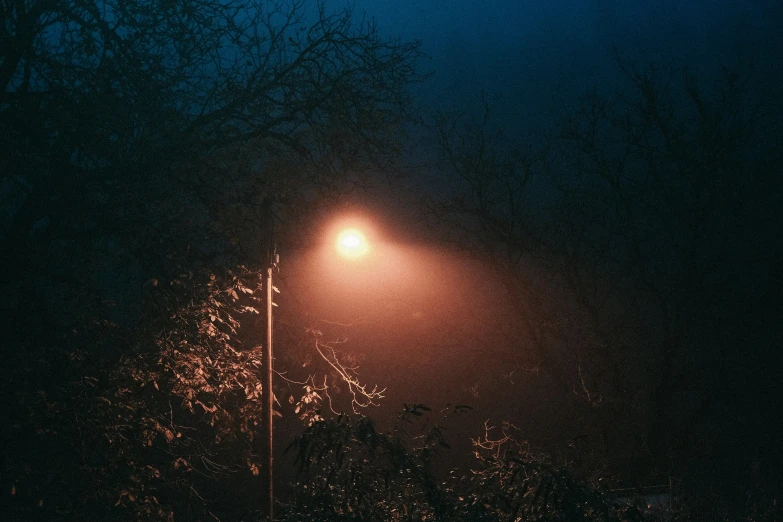 an image of street lights and trees in the night