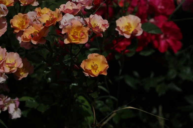 several orange and pink roses in bloom