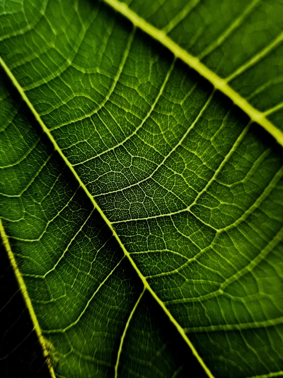 closeup of the leaf of a tree