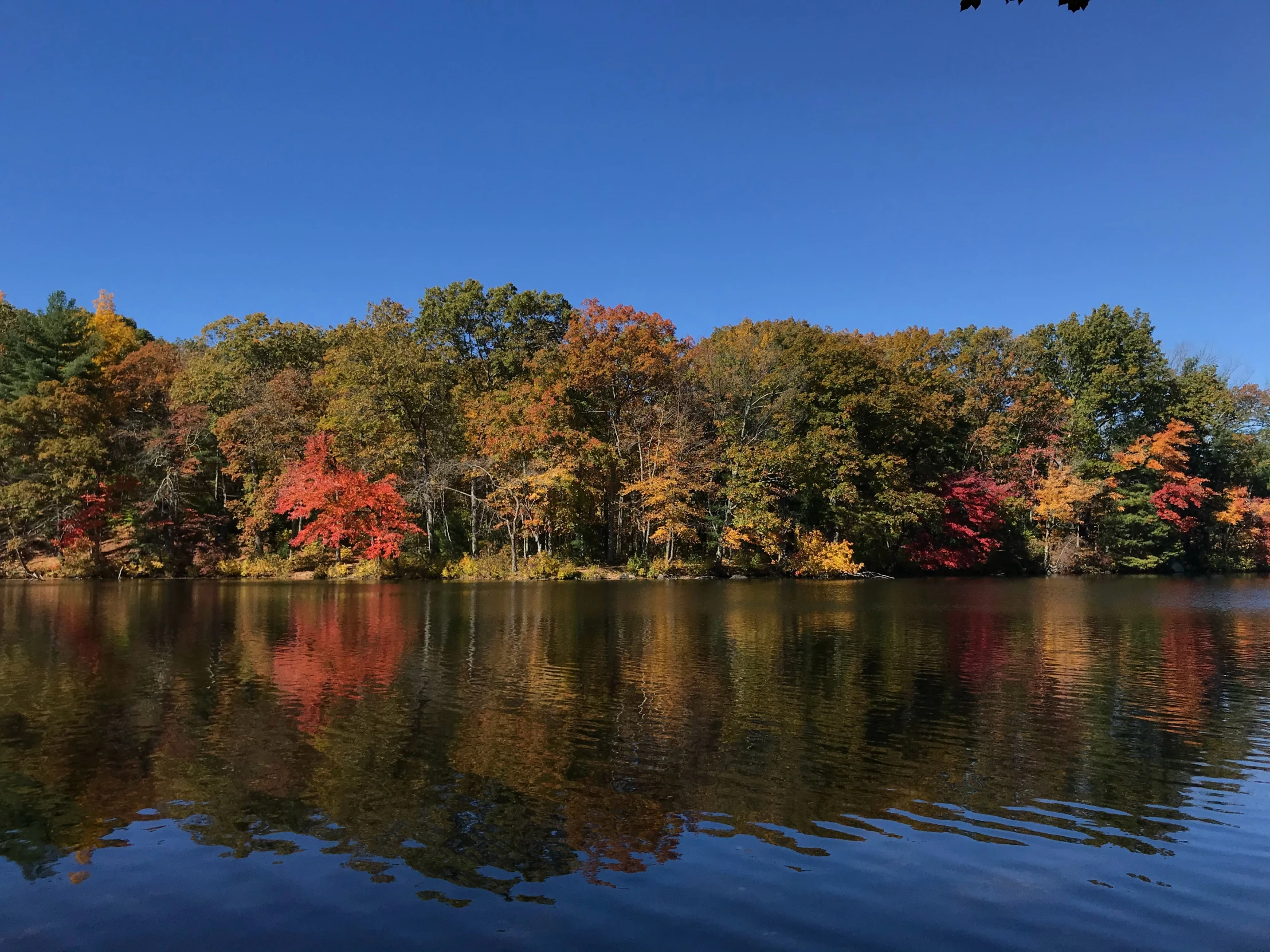 a colorful fall forest reflected in a large lake