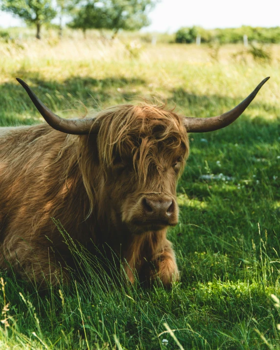 a brown buffalo is laying on a grassy field
